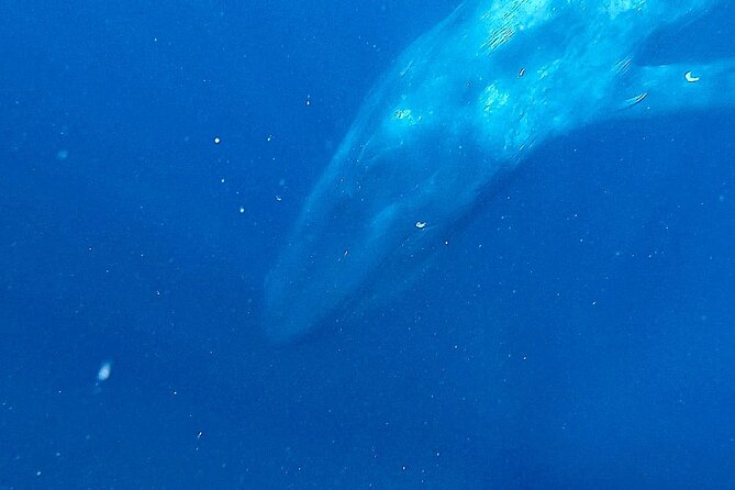 Snorkeling with Whales in Mirissa - Which whales you might see, plus the bonus wildlife