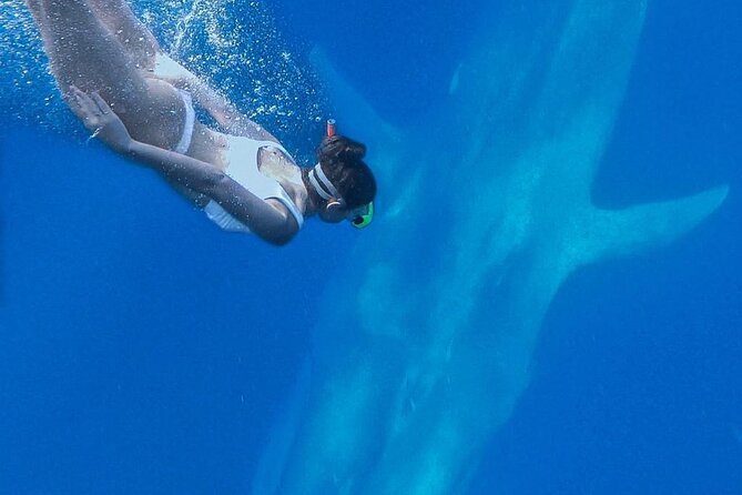 Snorkeling with Whales in Mirissa - Tips to make your whale morning go smoother