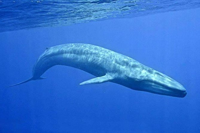 Snorkeling with Whales in Mirissa - The boat start from Mirissa Beach, and why early is smart