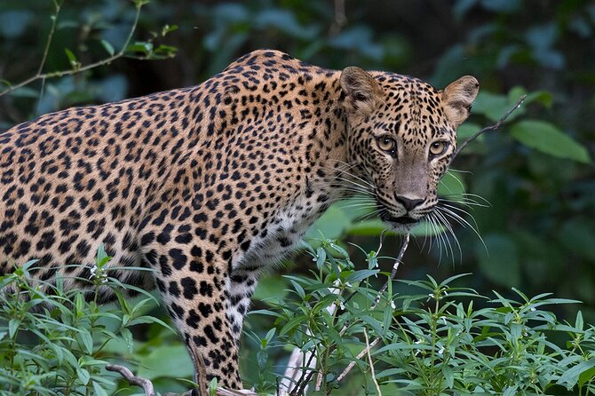 Special Full Day Safari Yala National Park - 04:30 AM to 06:00 PM - A 4:30 AM start that gives you real safari time