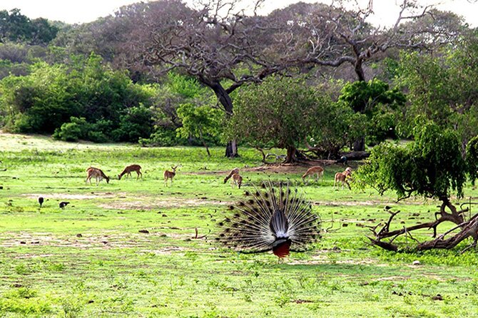 Special Full Day Safari Yala National Park - 04:30 AM to 06:00 PM - Price and value: $72 plus the $43 park ticket