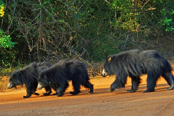 Special Full Day Safari Yala National Park - 04:30 AM to 06:00 PM - The luxury safari jeep, water, and fruits make the long ride easier