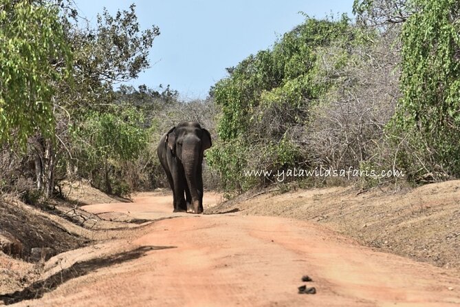 Special Leopard Safari Tour in Yala National Park by Malith & the team - Key highlights to know before you go