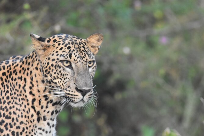 Special Leopard Safari Tour in Yala National Park by Malith & the team - Entering Yala early, and why that changes the whole game