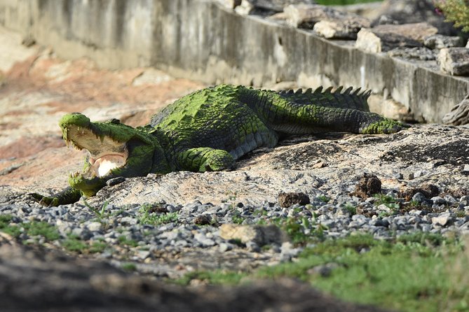 Special Leopard Safari Tour in Yala National Park by Malith & the team - The safari route from 6 AM to 11 AM: what happens, in order