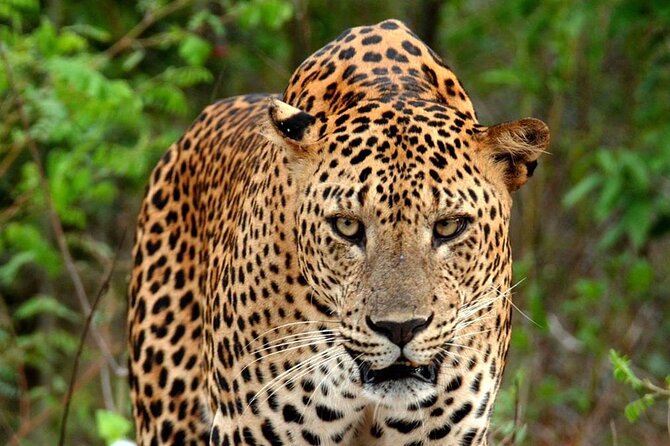Special Leopard Safari Tour in Yala National Park by Malith & the team - What’s included on the full day tour, and what you need to bring mentally