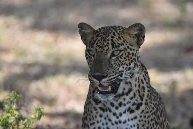 Special Leopard Safari Tour in Yala National Park by Malith & the team - Price and value: $85 plus the park entry fee question