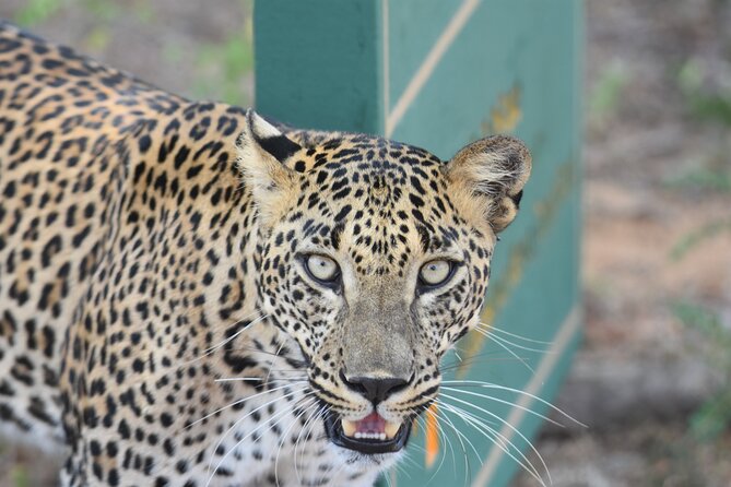 Special Leopard Safari Tour in Yala National Park by Malith & the team - Logistics that matter: pickup, meeting point, and small group dynamics