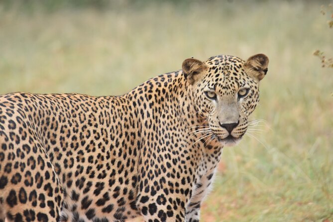 Special Leopard Safari Tour in Yala National Park by Malith & the team - When this Yala leopard safari is the best fit