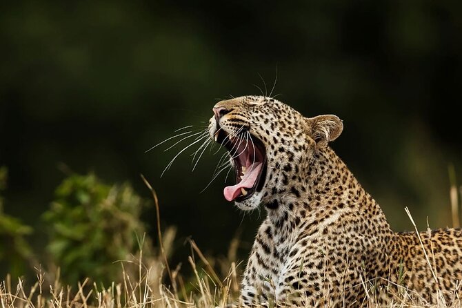 Special Leopards Safari Yala National Park - 04:30 AM to 11:30 AM - Key Points You Should Know Before You Go