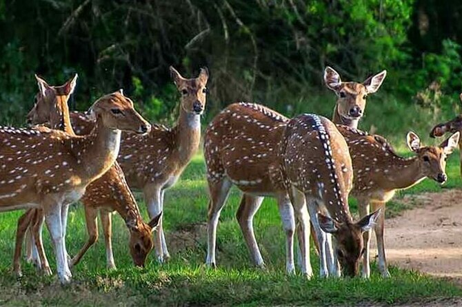 Special Leopards Safari Yala National Park - 04:30 AM to 11:30 AM - Inside Yala: How the Leopard Search Actually Plays Out