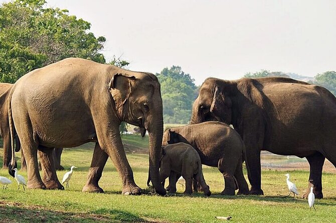 Special Leopards Safari Yala National Park - 04:30 AM to 11:30 AM - What You Might See Besides Leopards