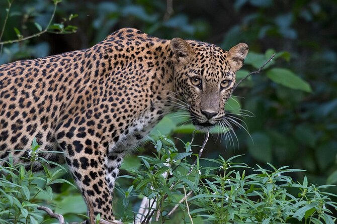 Special Leopards Safari Yala National Park - 04:30 AM to 11:30 AM - Guides That People Trust, Vinu and Janaka Style