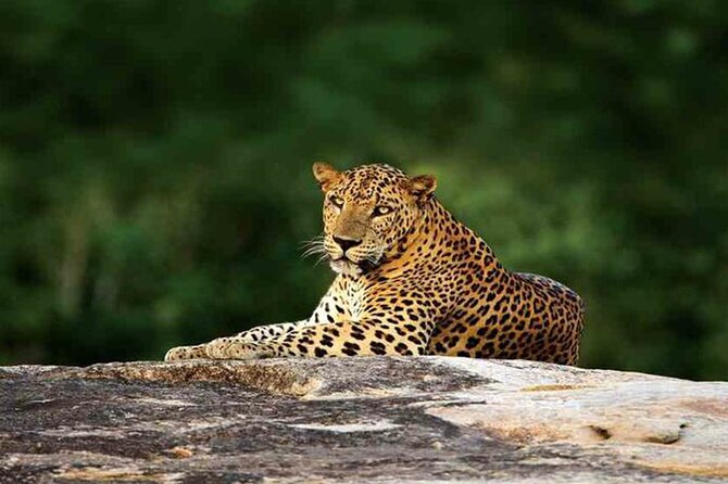 Special Leopards Safari Yala National Park - 04:30 AM to 11:30 AM - Price and Value: Tour Fee vs. Park Admission