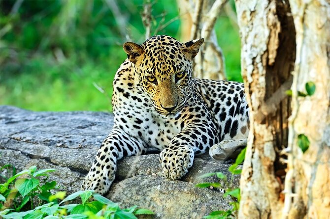 Special Leopards safari - Yala National park - 04.30 am to 11.30 am - Pickup from Tissamaharama and Kataragama, so you do not waste daylight