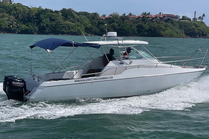 Sports Boat- Private Whale Watching Trip( free breakfast & paid pick-up) - What you can see off Mirissa: species list, but with real expectations