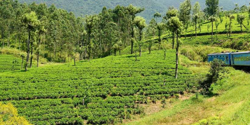 Sri Lanka: 2-Day wildlife tour; rainforest and National park - How This 2-Day Route Fits Sri Lanka’s Wildlife and Tea Country
