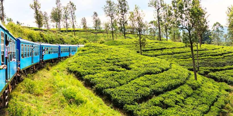 Sri Lanka: 2-Day wildlife tour; rainforest and National park - Udawalawe Off-Road Jeep Safari: Elephants, Crocodiles, and Real Animal Chances