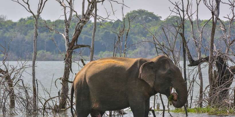 Sri Lanka: 2-Day wildlife tour; rainforest and National park - Ella and the Temperature Shift You Should Expect