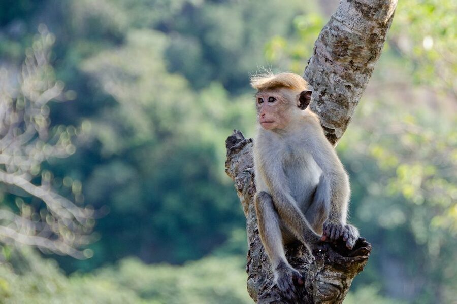 Sri Lanka: 2-Day wildlife tour; rainforest and National park - Waterfalls and the Herbal Garden Shop Question