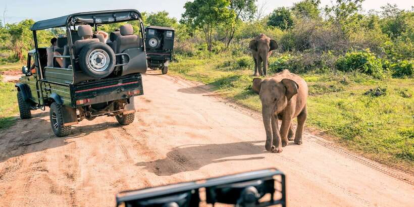 Sri Lanka: 2-Day wildlife tour; rainforest and National park - Sinharaja Rainforest Trek: Birding, Plants, and the Stuff You Usually Miss