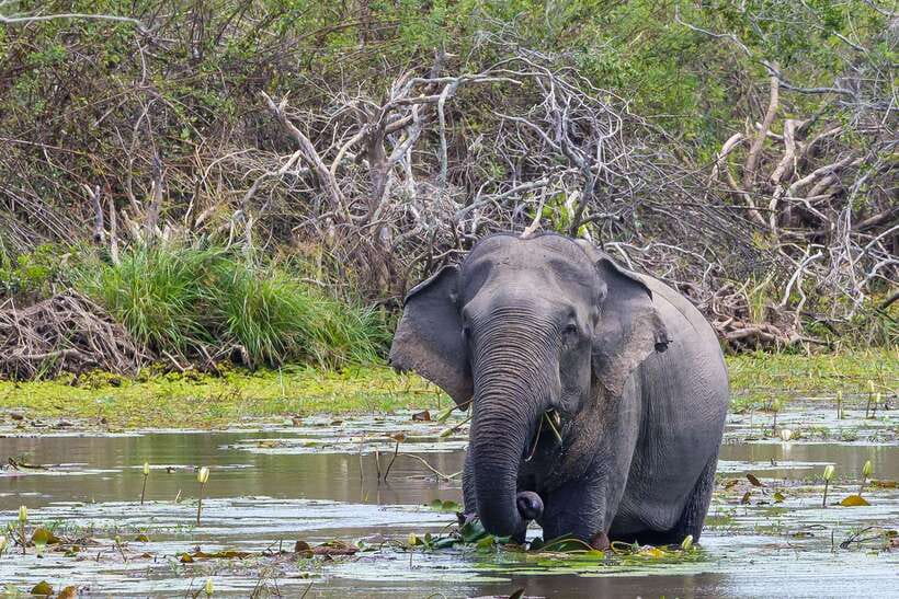 Sri Lanka: 3N4Day guided FULL TOUR with hotel accommodations - Key Highlights I’d Prioritize