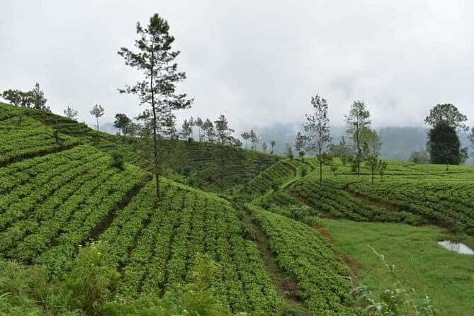 Sri Lanka 4 Day Private Tour - The private vehicle factor: why this plan feels smoother than DIY