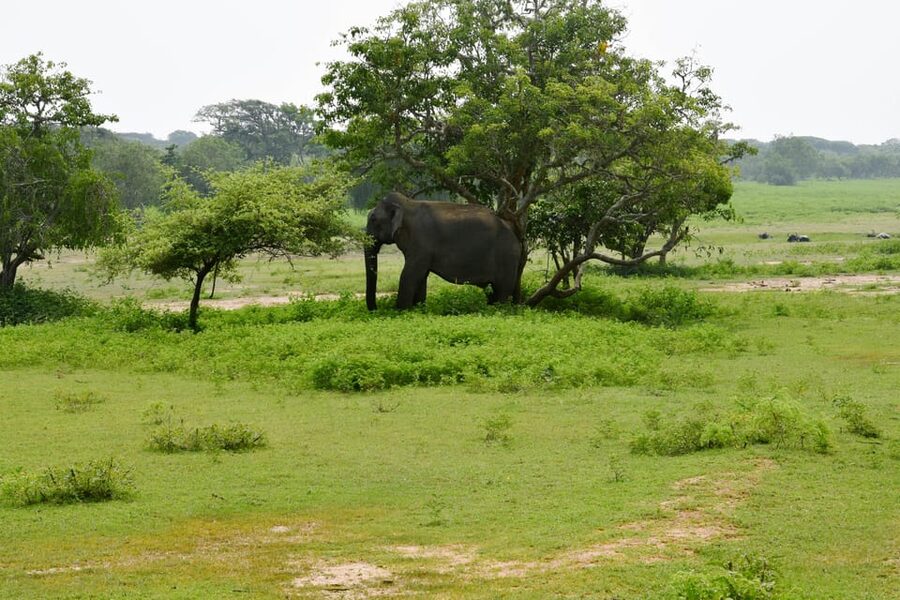 Sri Lanka 5-Day Private Country Side Tour Car, Hotels, Food - Guides, planning quality, and why this tour gets high marks