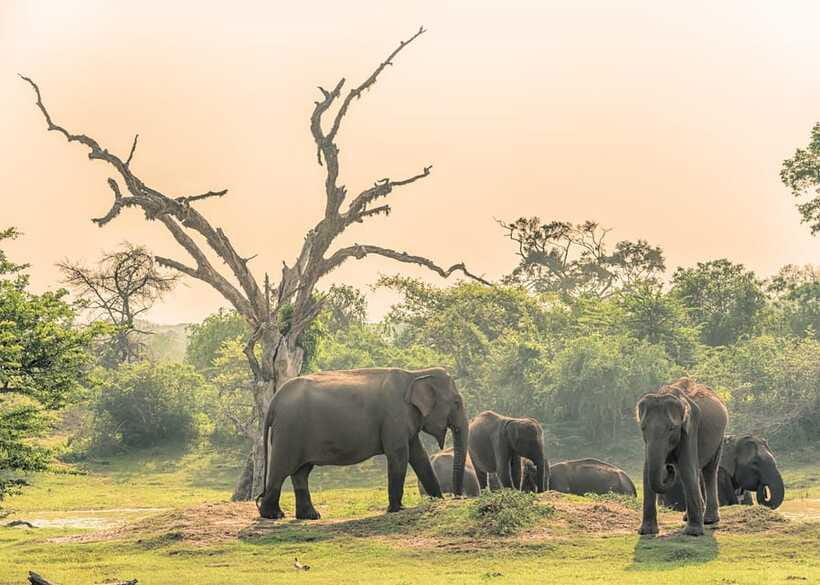 Sri Lanka 5-Day Private Country Side Tour Car, Hotels, Food - Transport, hotels, and comfort tips that actually help
