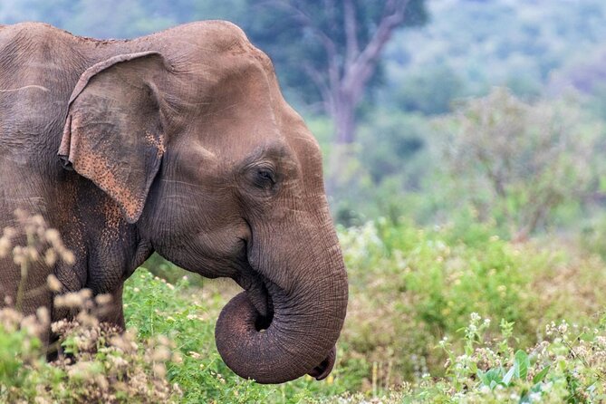 Sri Lanka 5 Day tour Best Nature and Culture include top hotels - Sigiriya Sunset Hike, Plus Habarana Cultural Show Energy