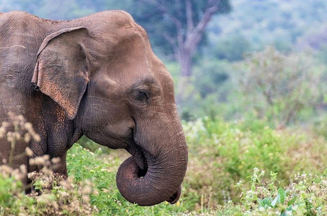 Sri Lanka 5 Day tour Best Nature and Culture include top hotels - Kandy City Time: Temple of the Tooth, Lake Walk, and a Stones Workshop