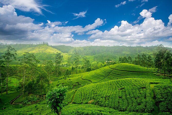 Sri Lanka 7 Days Tour - The overall feel: a private-driver loop that covers a lot