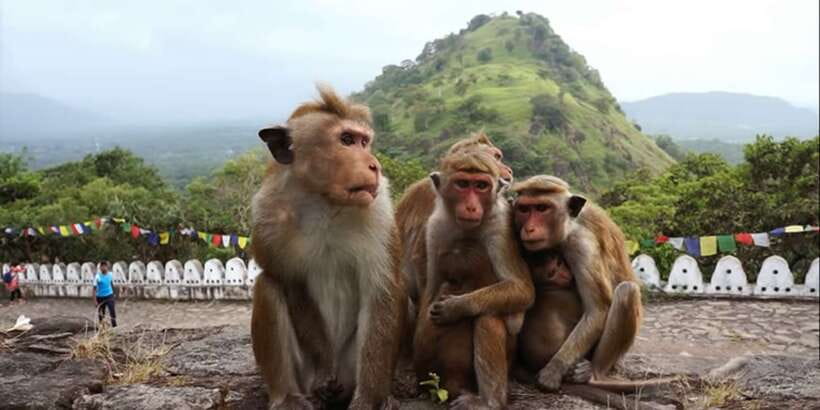 Sri Lanka Bentota: Day Trip to Sigiriya and Dambulla Temple - Price and value: when $195 feels fair and when it doesn’t