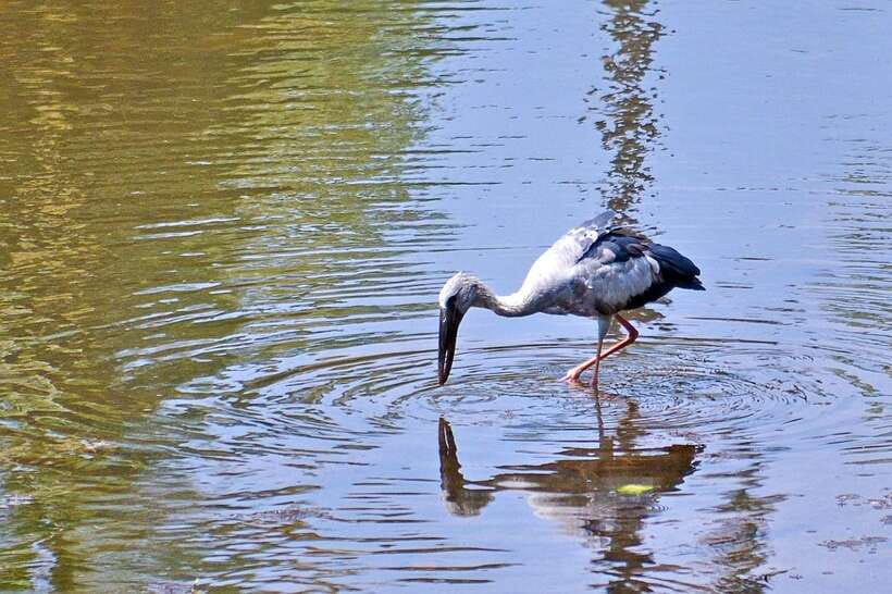 Sri Lanka Bentota: Private Mangrove Lagoon and River Cruise - Bentota River By Boat: Why the Mangroves Feel Different