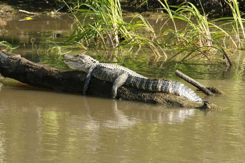 Sri Lanka Bentota: Private Mangrove Lagoon and River Cruise - Cruise Route: Hotels, Then Dense Mangrove Channels