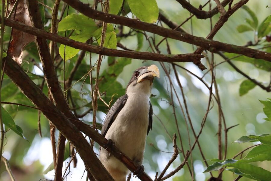Sri Lanka Bentota: Private Mangrove Lagoon and River Cruise - Wildlife Spotting: Crocodiles, Monitors, Snakes, and Monkeys