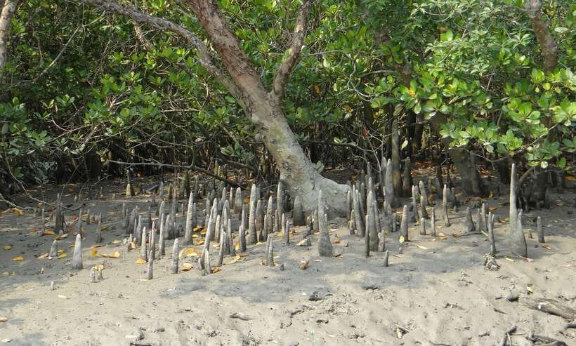 Sri Lanka Bentota: Private Mangrove Lagoon and River Cruise - Birdlife Overhead: Kingfishers, Cormorants, and Eagles