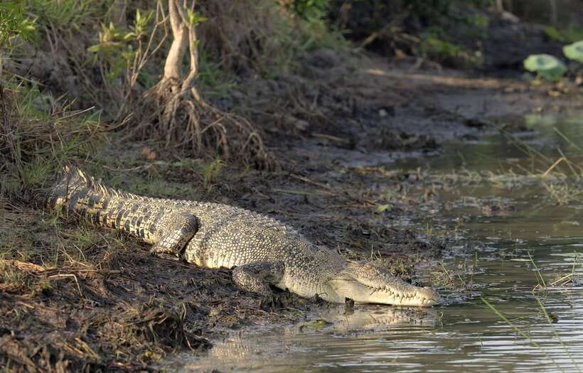 Sri Lanka Bentota: Private Mangrove Lagoon and River Cruise - The Private Group Factor: Your Guide Can Shape What You See