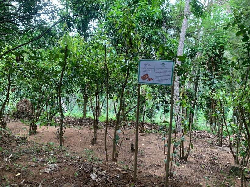 Sri Lanka: Ceylon Cinnamon Experience & Spice Garden Tour - The factory visit: what processing adds to flavor and quality