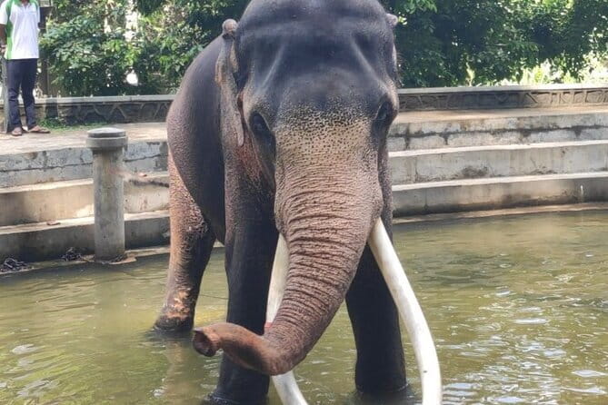 Sri Lanka Driver's and Guide with Luxury Cars - Stop 2: Temple of the Sacred Tooth Relic, a focused 45 minutes
