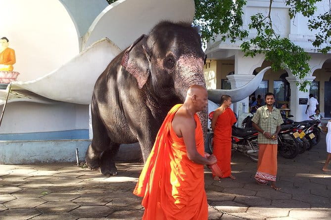 Sri Lanka Ella Private Day Tour Nine Arch & Elephant transit home - Tea plantation visit: where the flavors come from