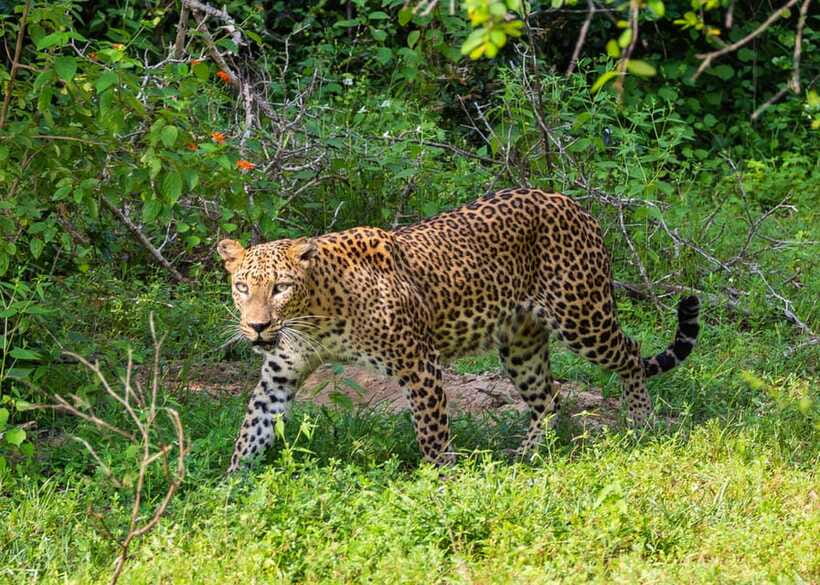 Sri Lanka Green Bless- 2-day Private Trip To Enjoy Nature - Your packing and timing checklist for this exact style of trip