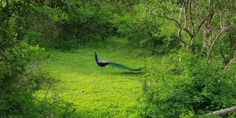 Sri Lanka Nature, culture, history and wildlife in 4 days - Should you book this 4-day Sri Lanka tour?
