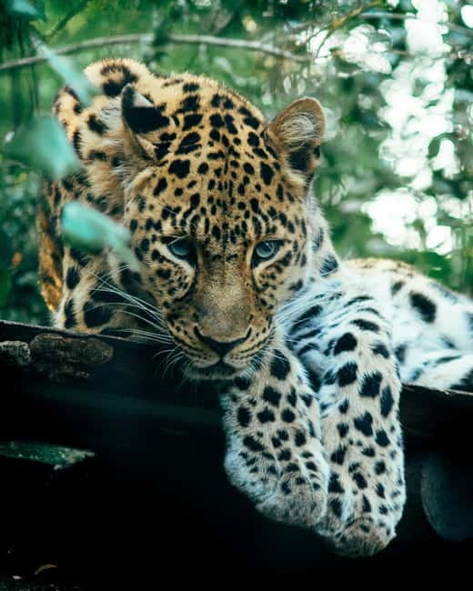 Sri Lanka Private 10-Day Round Tour Car, Guide, Hotels, Food - Minneriya Safari in a 4x4: Elephants, Patience, and the Best Kind of Waiting