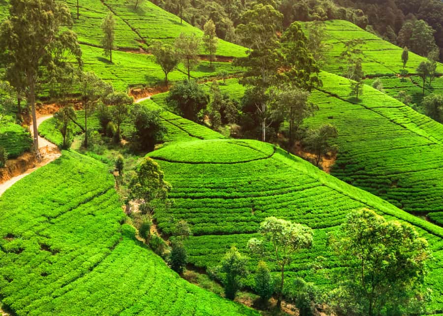 Sri Lanka Private 2-day Tour:Train Trip, Kandy, Nuwara Eliya - Cultural Night in Kandy: Drum Dancing and Fire Walking