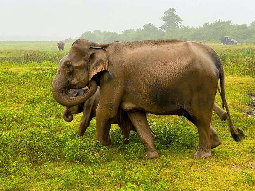 Sri Lanka Private 8-day Tour; Transport, Guide, Hotels, Food - Day 1: Anuradhapura monuments and the road into Sigiriya