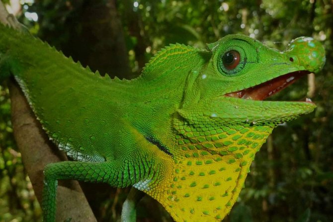 Sri Lanka Sinharaja Rain Forest Tour with Transport - Itinerary walkthrough: Sinharaja Forest Reserve and your time inside