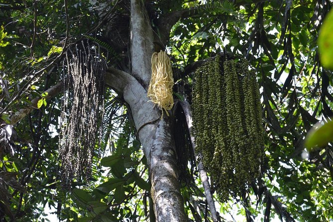 Sri Lanka Sinharaja Rain Forest Tour with Transport - Price and value: is $98 per person fair for what you get?