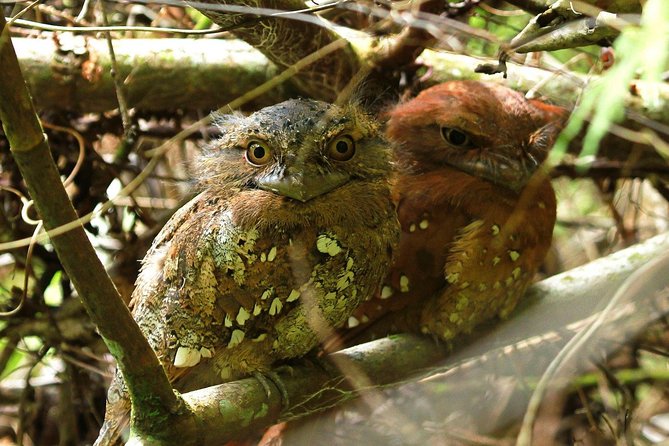 Sri Lanka Sinharaja Rain Forest Tour with Transport - Weather and the reality of rainforest days