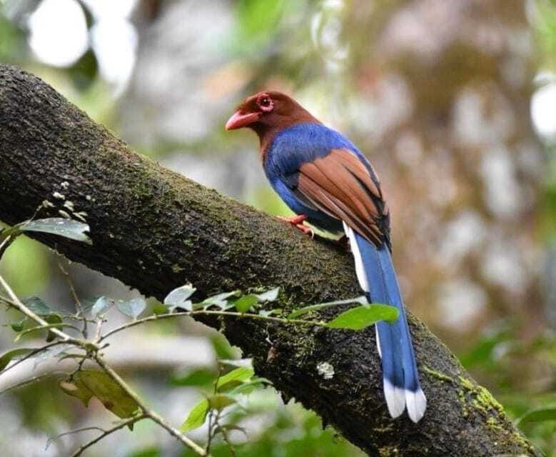 Sri Lanka : Sinharaja Rainforest Guided Trek with Pickup - Snorkel-free but safety-heavy: what to bring and how to handle leeches and rain